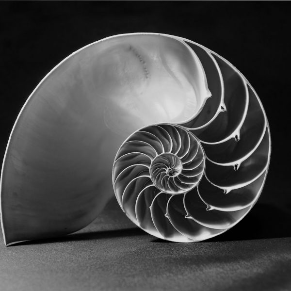Monochrome shot of the perfect fibonacci pattern inside a nautilus shell